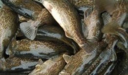 鳜鱼养殖爆料视频大全集,视频大全集深度解析